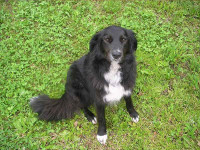 Haushund Laika bewacht unseren Hof und spielt gerne mit Kindern