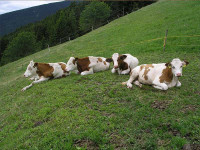 Unsere Kühe weiden in der Wiese nebenan